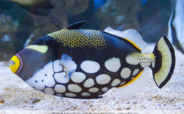 L'aquarium de Pointe aux piments