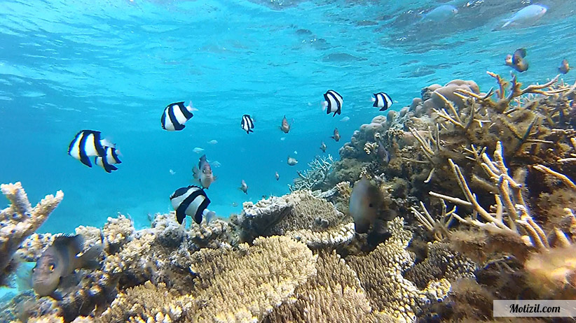 snorkeling Ile Maurice