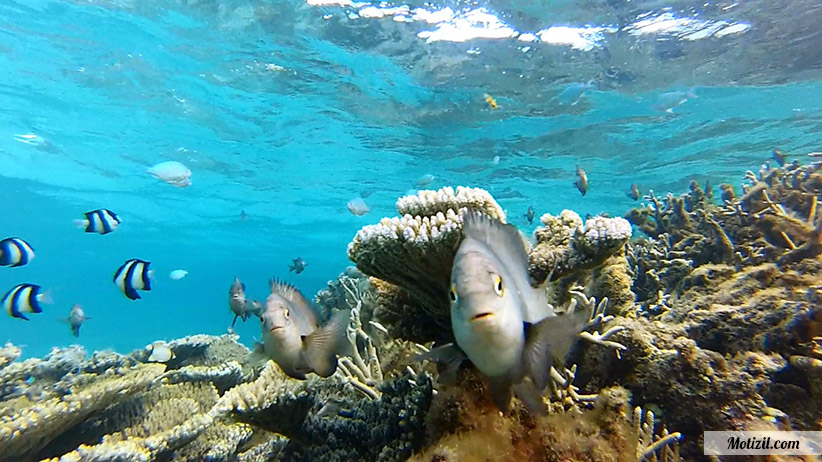 Excursion Snorkeling Ile Maurice