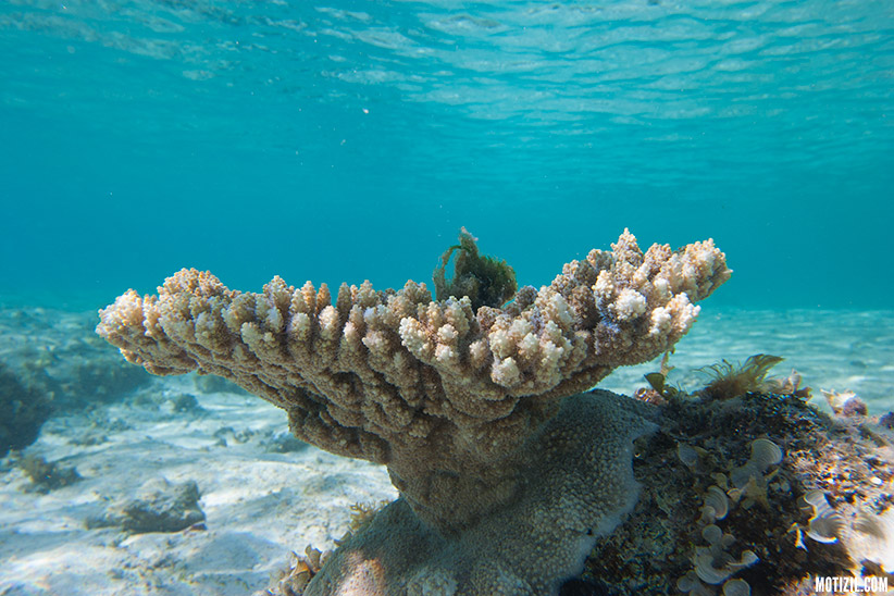 Snorkeling Ilot Gabriel