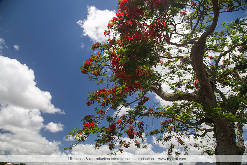 flamboyant arbre