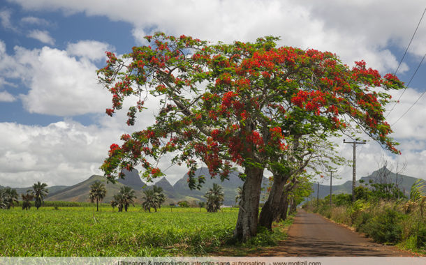 Les flamboyants en fleurs, l'arbre de Noël mauricien