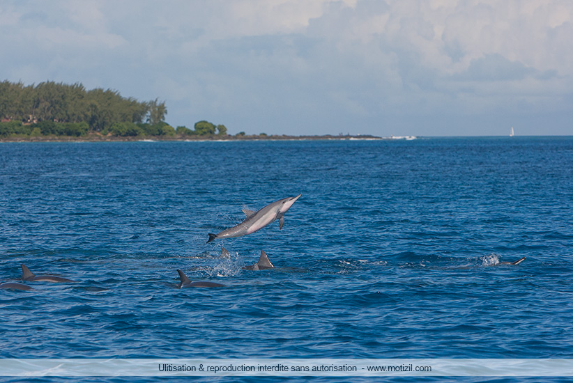 Dauphins Trou aux Biches