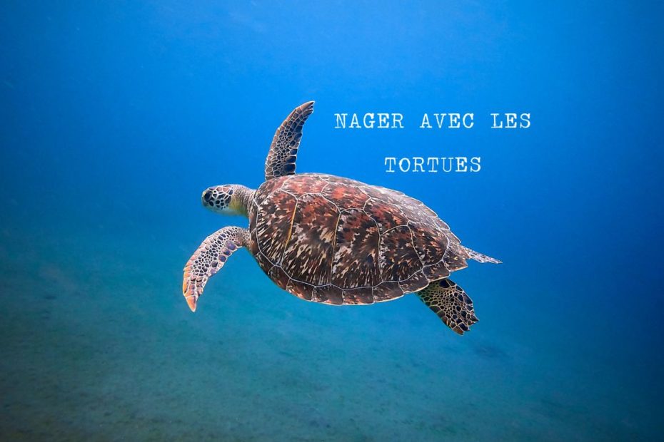 tortue ile maurice